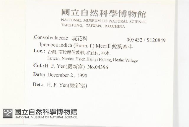 銳葉牽牛藏品圖，第2張