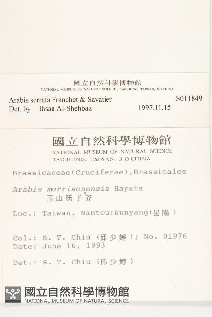 齒葉南芥、齒葉筷子芥藏品圖，第2張