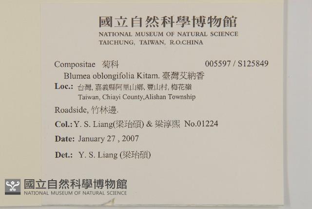 臺灣艾納香藏品圖，第2張