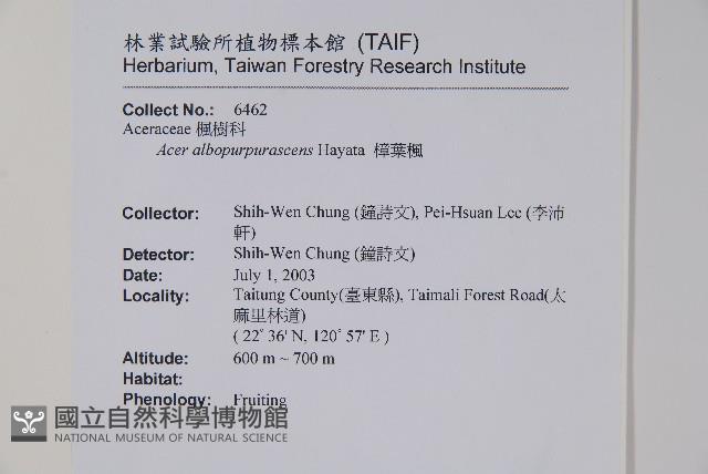 樟葉槭, 飛蛾子樹藏品圖，第2張