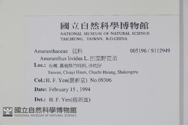 凹葉野莧菜藏品圖，第2張