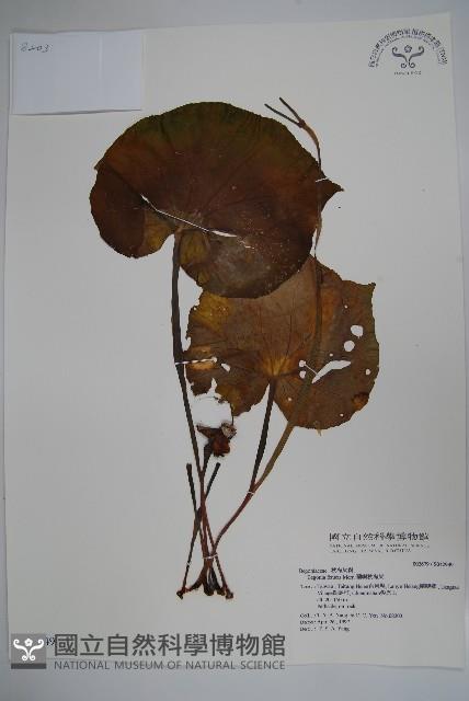 蘭嶼秋海棠藏品圖，第4張