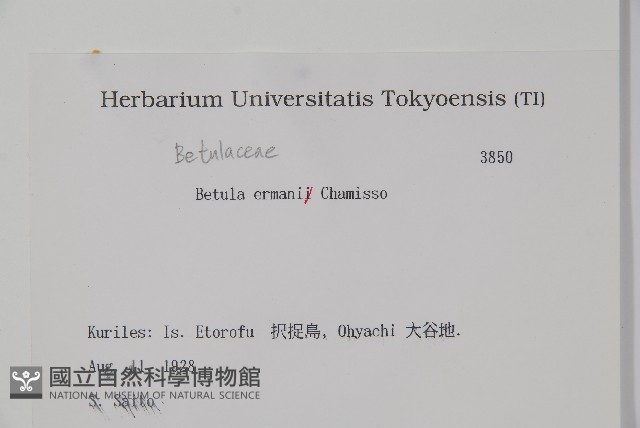 岳樺藏品圖，第2張