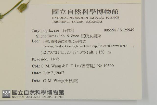 堅硬女婁菜藏品圖，第2張