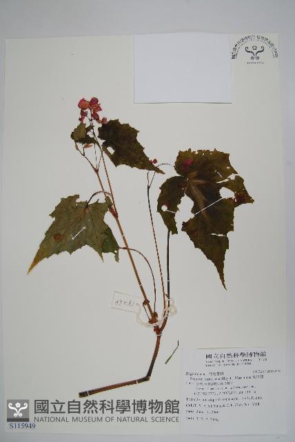 水鴨腳藏品圖，第1張