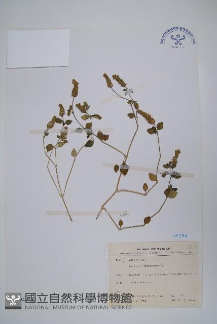 爵床藏品圖，第1張