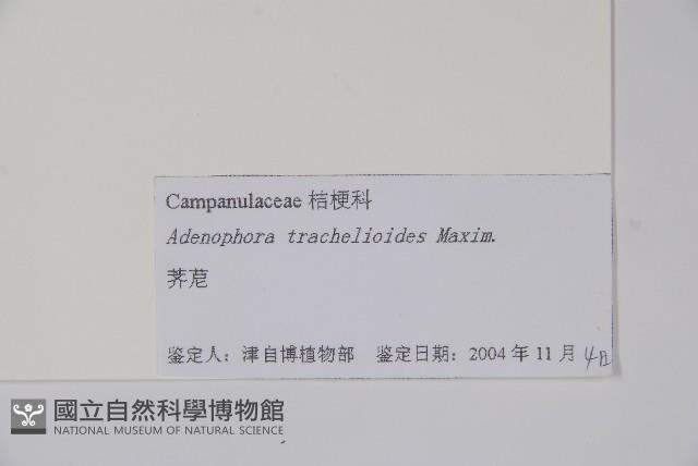 薺苨藏品圖，第2張