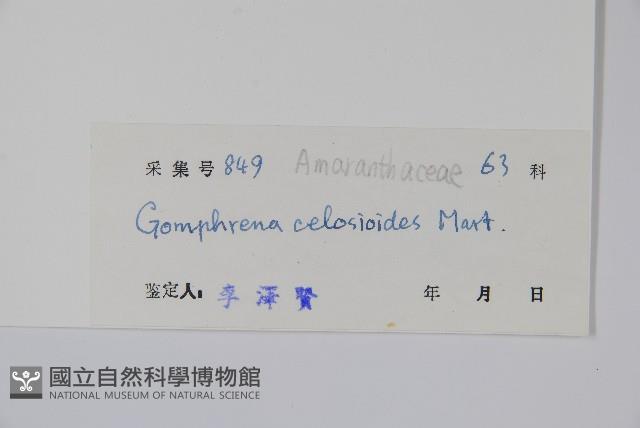 假千日紅藏品圖，第2張