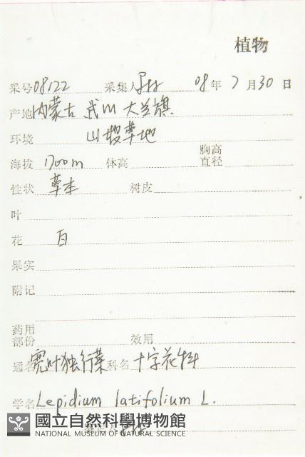 寬葉獨行菜藏品圖，第2張