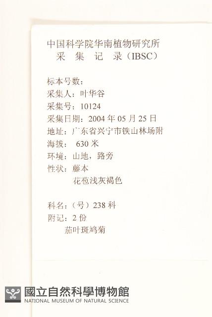 茄葉斑鳩菊藏品圖，第2張