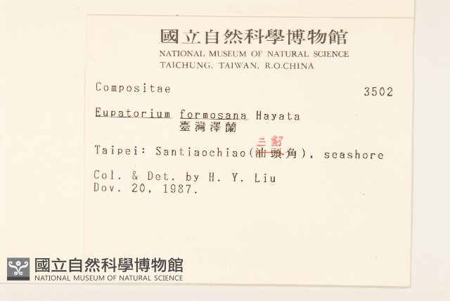 臺灣澤蘭藏品圖，第2張