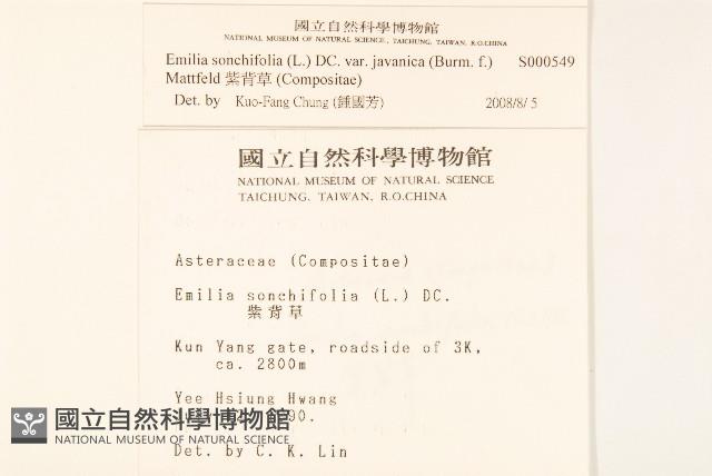 紫背草藏品圖，第2張