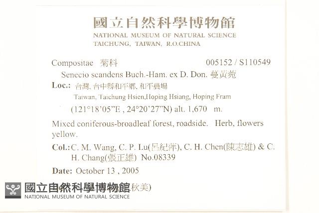 蔓黃菀藏品圖，第2張