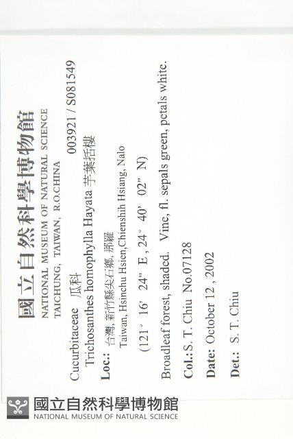 芋葉括樓藏品圖，第2張