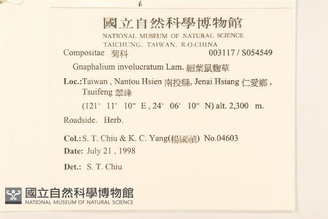 細葉鼠麴草藏品圖，第2張