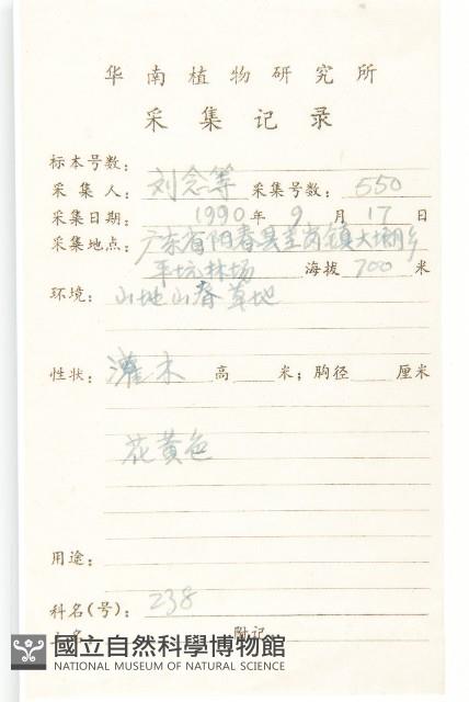 羊耳菊藏品圖，第2張