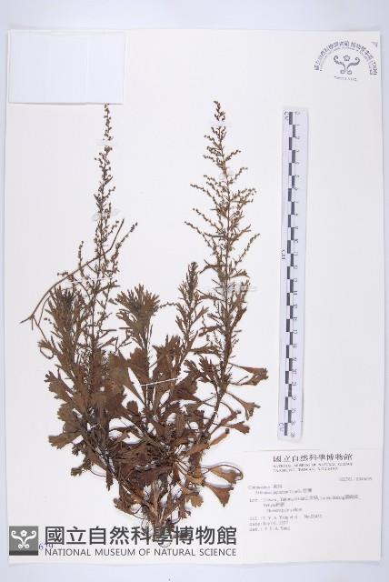 牡蒿藏品圖，第1張