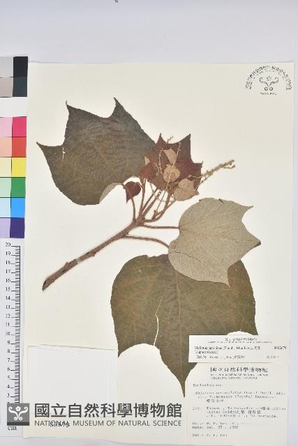 野桐藏品圖，第1張