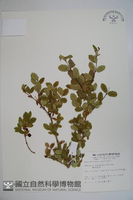 追分忍冬藏品圖，第1張