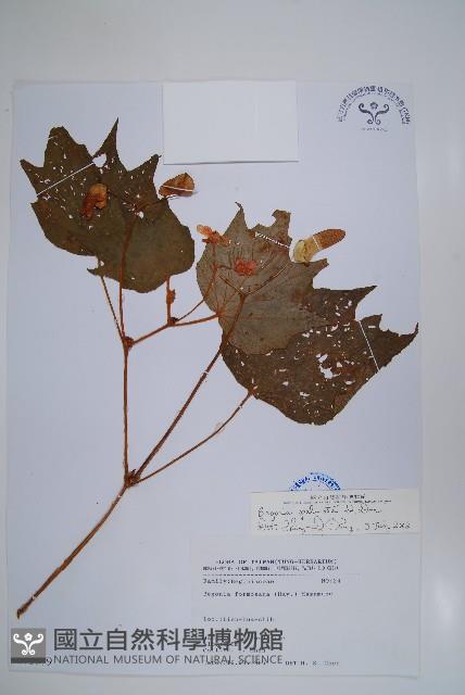 裂葉秋海棠藏品圖，第1張