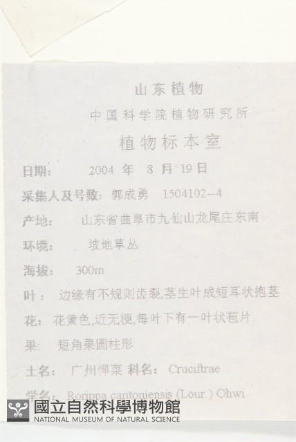 廣東葶藶藏品圖，第2張