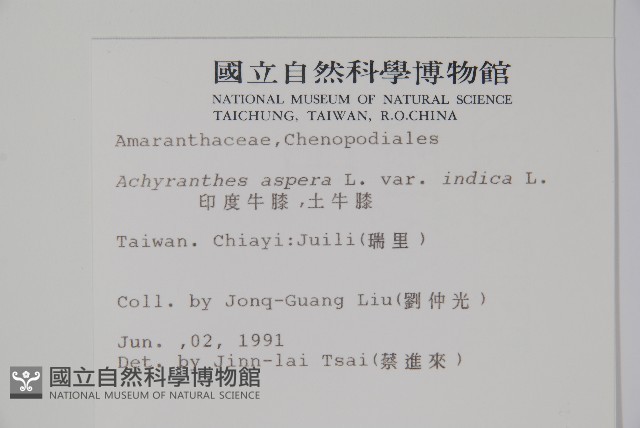 假川牛膝藏品圖，第2張