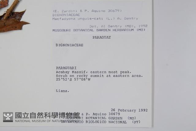 貓爪藤藏品圖，第2張