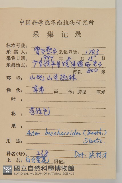 白舌紫菀藏品圖，第2張