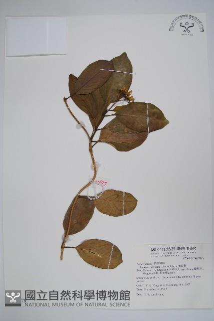 爬森藤藏品圖，第1張