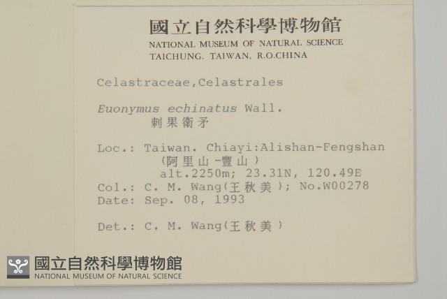 刺果衛矛藏品圖，第2張