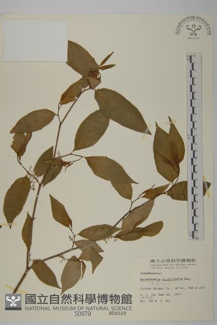 Taiwan perrottetia Collection Image, Figure 1, Total 2 Figures