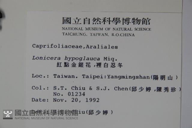 裡白忍冬、紅腺忍冬藏品圖，第2張