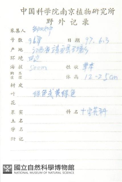 小葶藶藏品圖，第2張