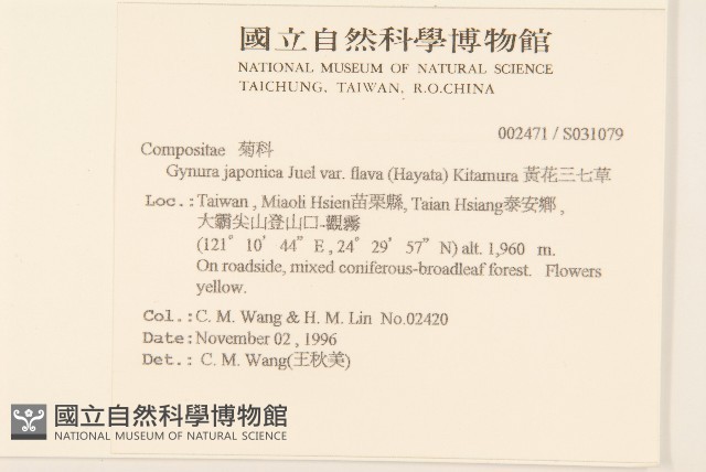 黃花三七草藏品圖，第2張