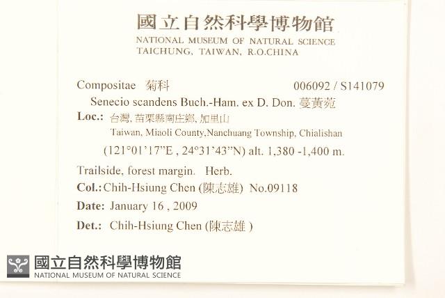 蔓黃菀藏品圖，第2張