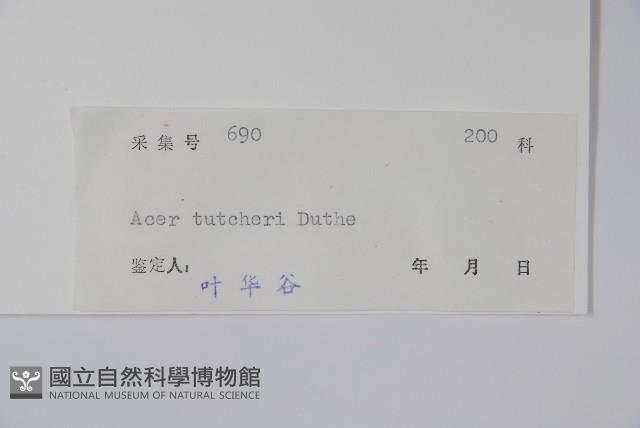 嶺南槭藏品圖，第2張