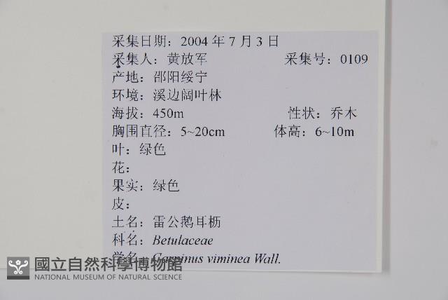 雷公鵝耳櫪藏品圖，第2張