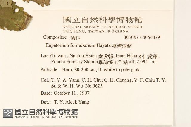 Formosan eupatorium Collection Image, Figure 2, Total 2 Figures