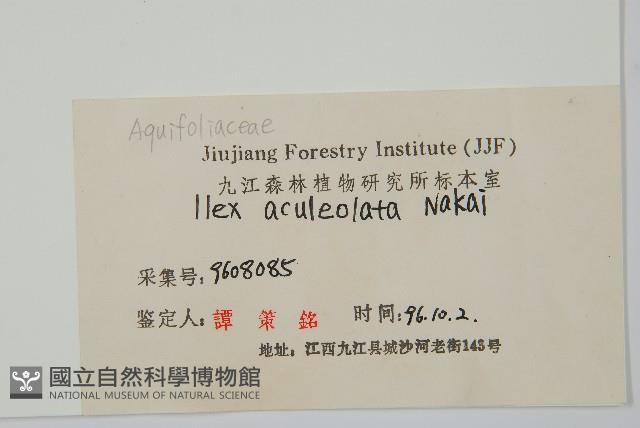 鼠李冬青、滿樹星藏品圖，第2張