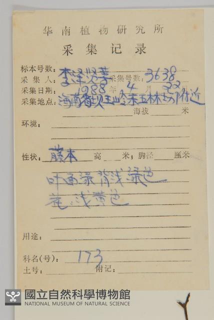 青江藤藏品圖，第2張