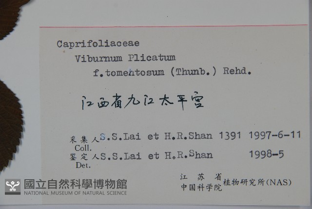 蝴蠂莢迷藏品圖，第2張