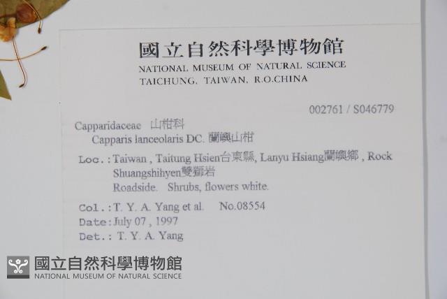 蘭嶼山柑藏品圖，第2張