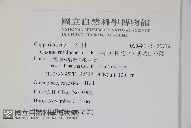 平伏莖白花菜、成功白花菜藏品圖，第2張