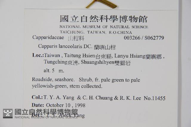 蘭嶼山柑藏品圖，第2張