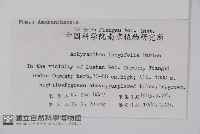 柳葉牛膝藏品圖，第2張