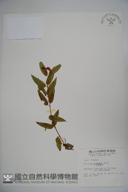 阿里山忍冬、漸尖葉忍冬藏品圖，第1張