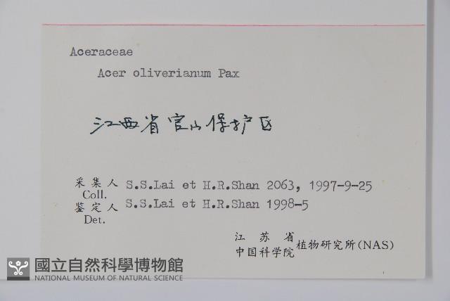 五裂槭藏品圖，第2張