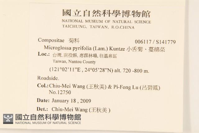 小舌菊、蔓綿菜藏品圖，第2張