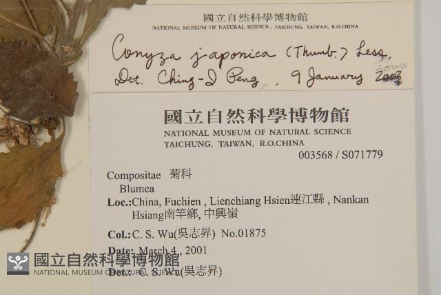 日本假蓬藏品圖，第2張