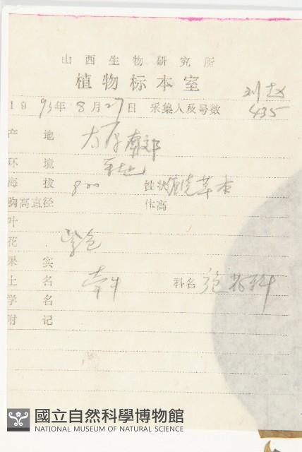 圓葉牽牛藏品圖，第2張